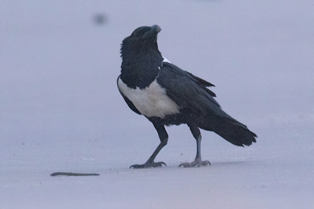 Pied Crow - ML647023315