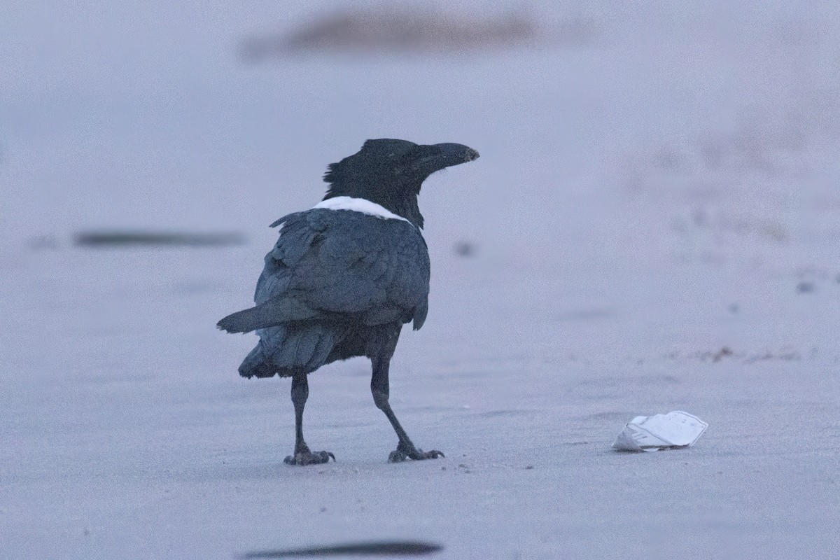Pied Crow - ML647023316