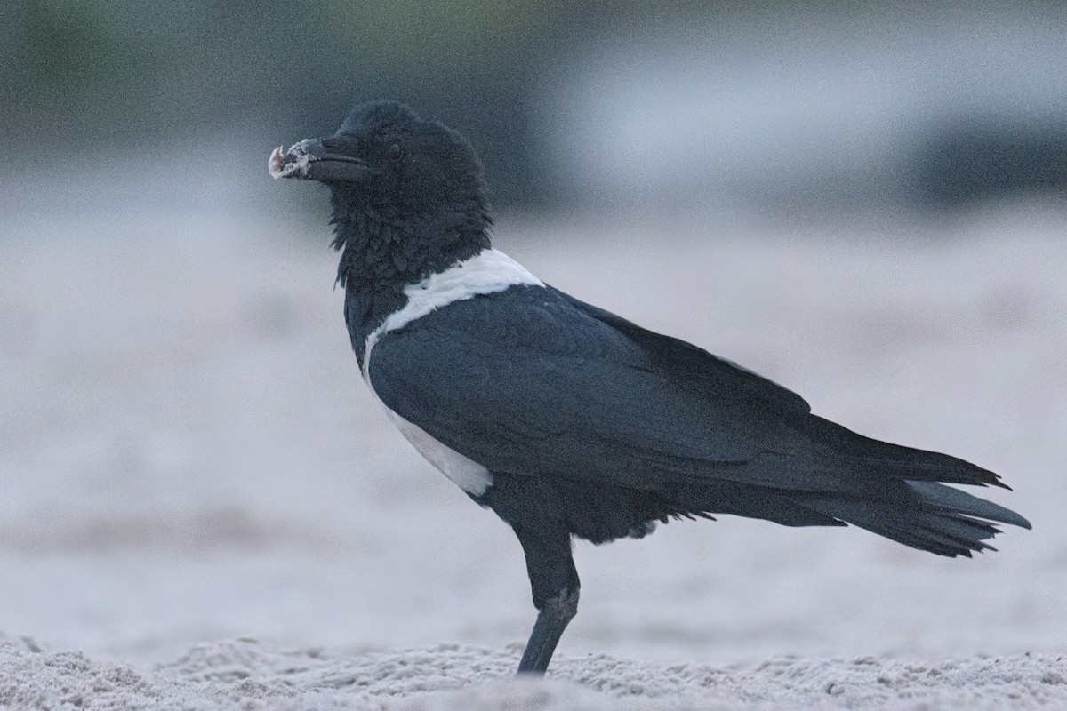 Pied Crow - ML647023317
