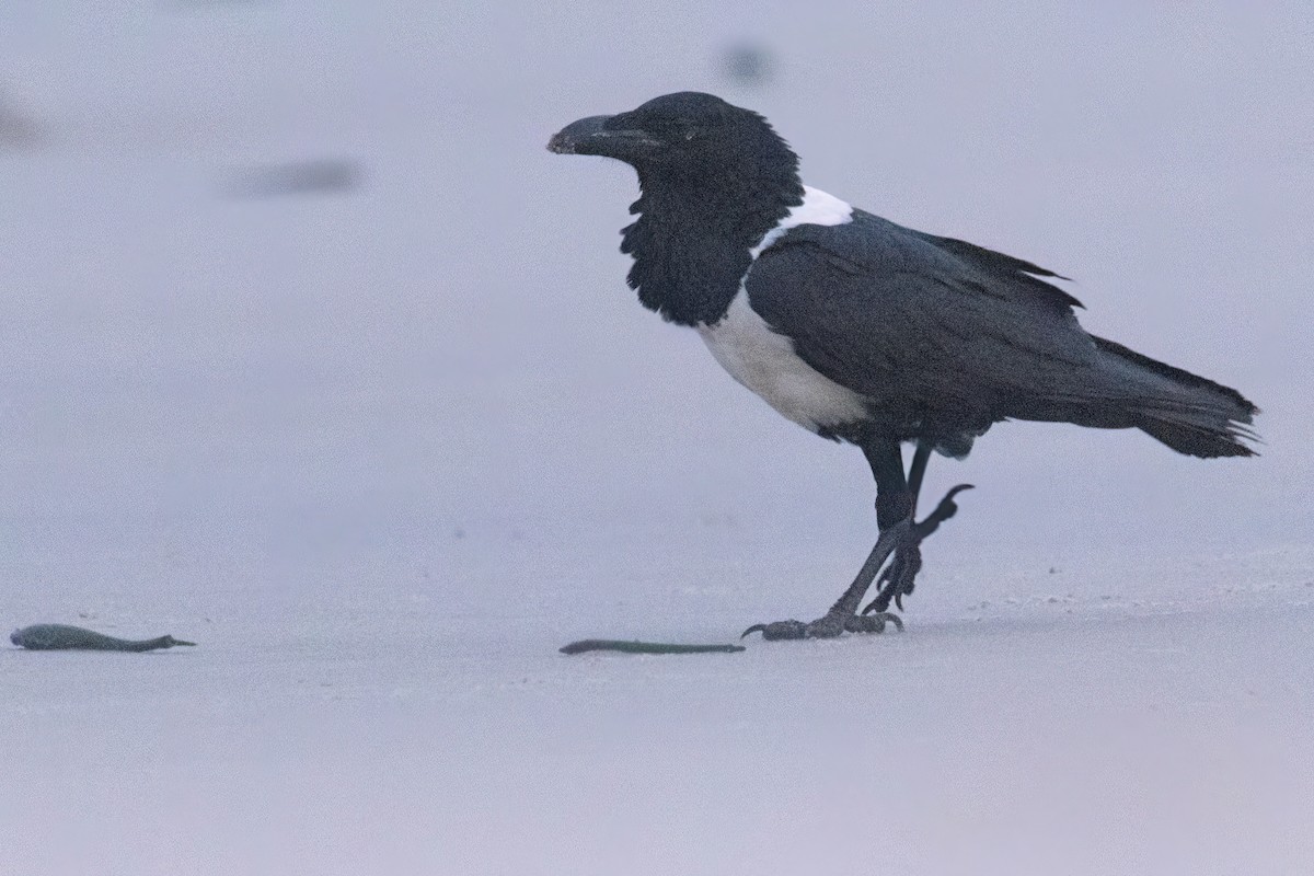 Pied Crow - ML647023318
