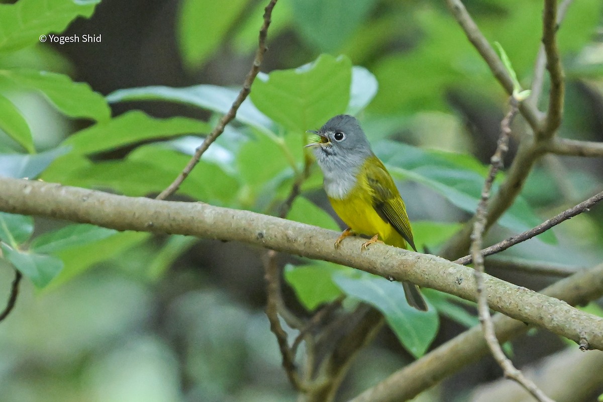 Gray-headed Canary-Flycatcher - ML647023322