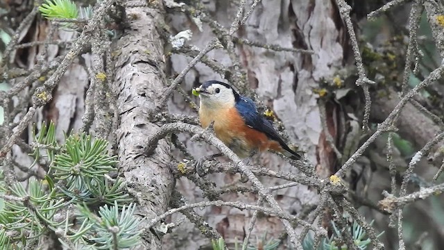 Przevalski's Nuthatch - ML647023328