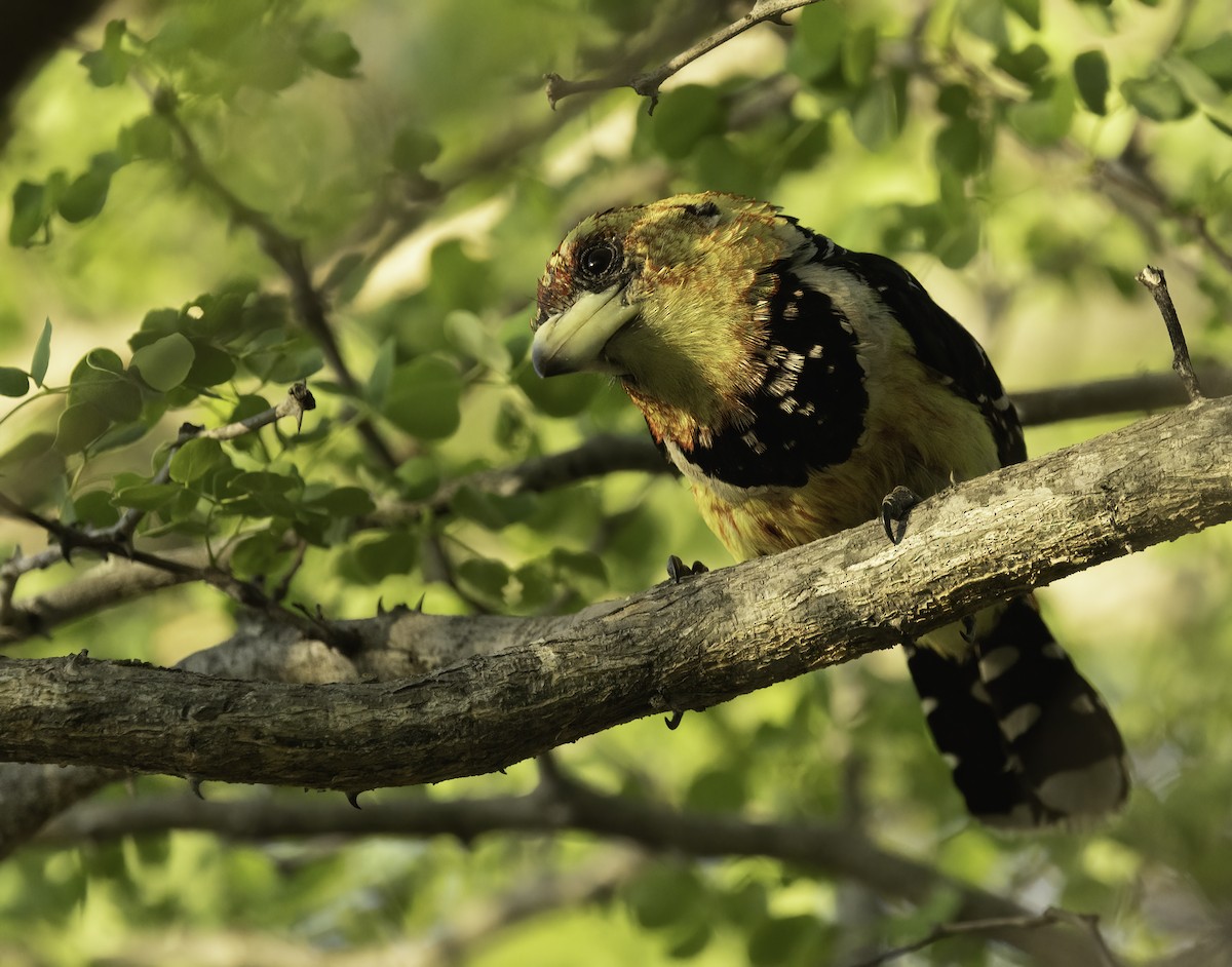 Barbican promépic - ML647023334