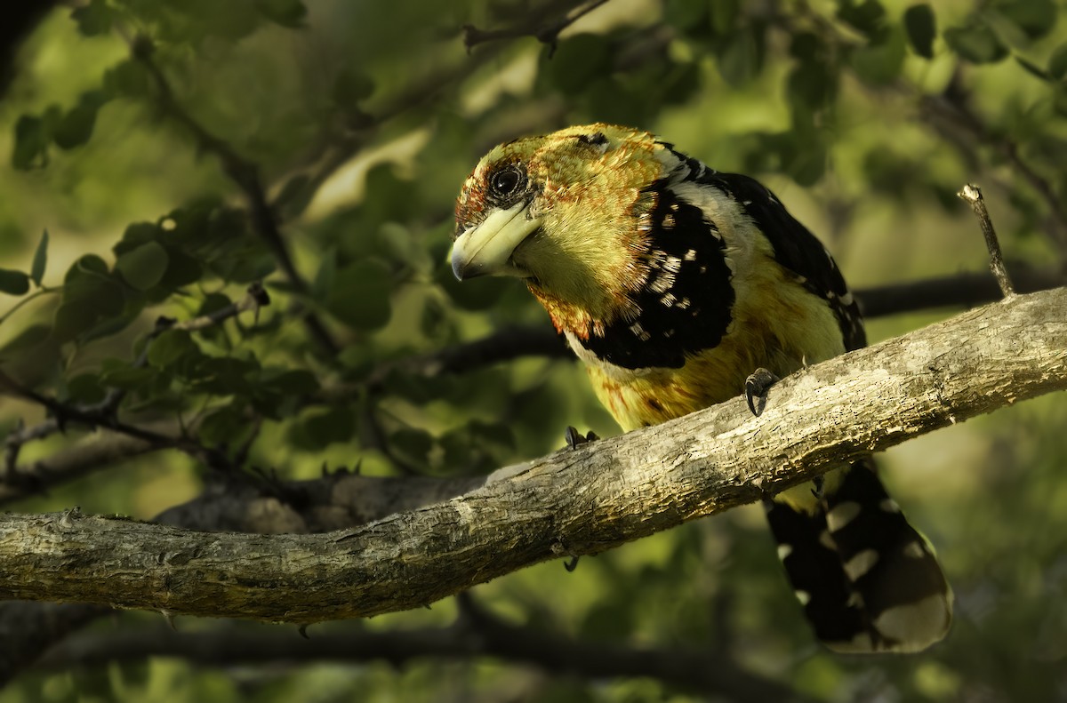 Barbican promépic - ML647023335