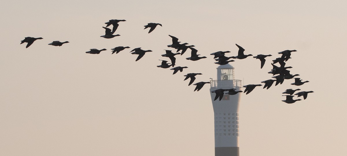 Brant (Dark-bellied) - ML647023340