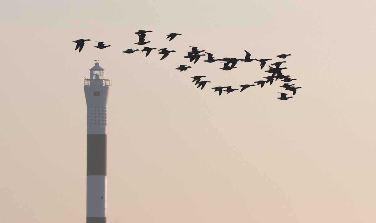 Brant (Dark-bellied) - ML647023341