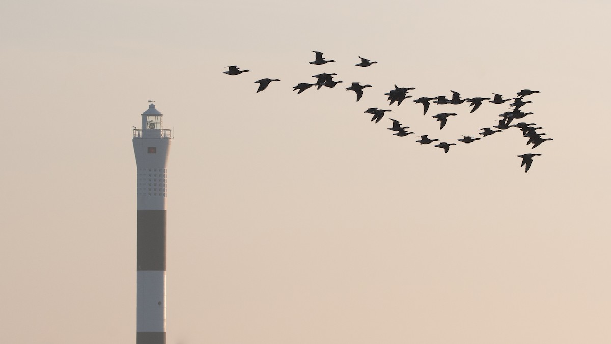 Brant (Dark-bellied) - ML647023342