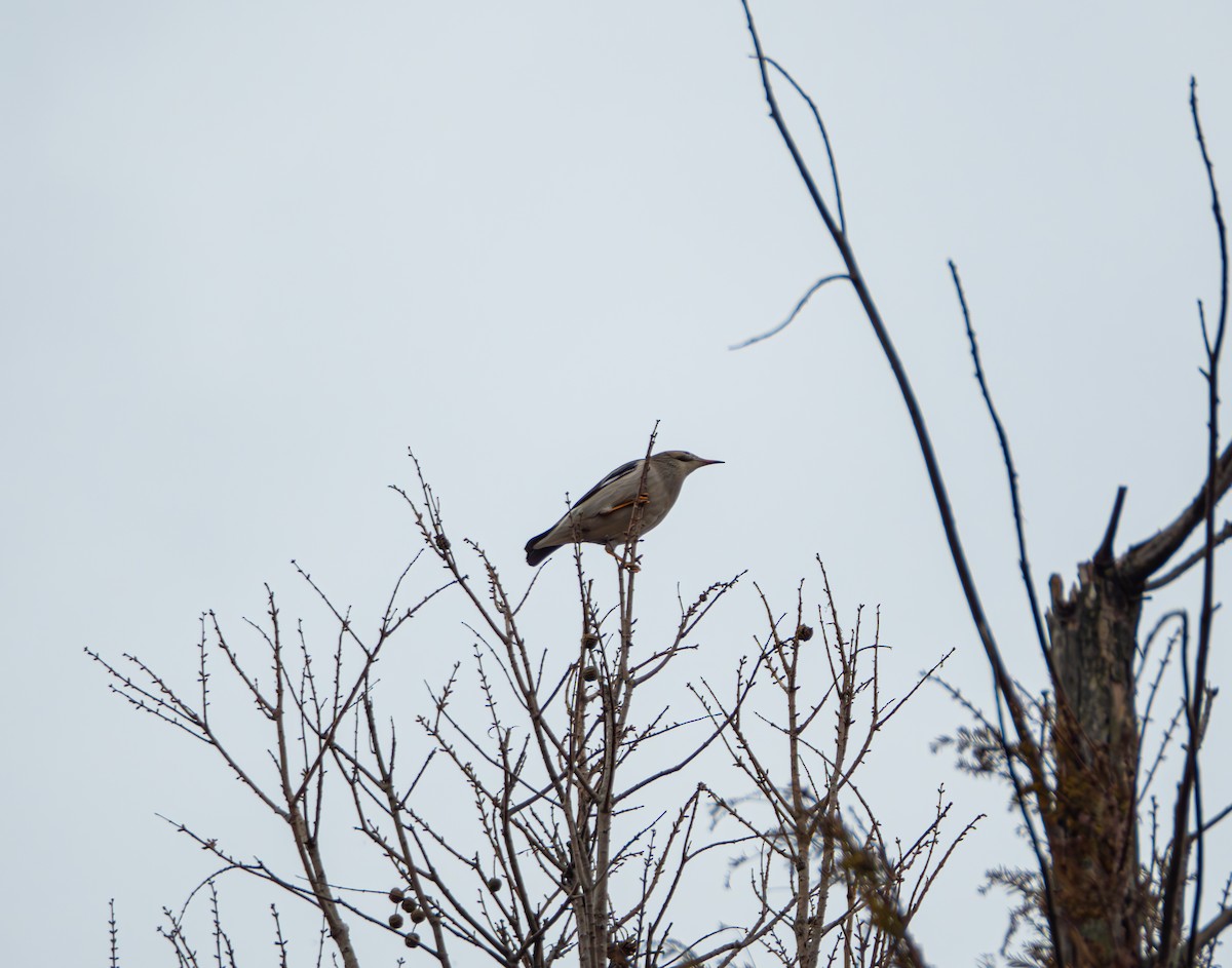 Улаан хошуут тодол - ML647023343