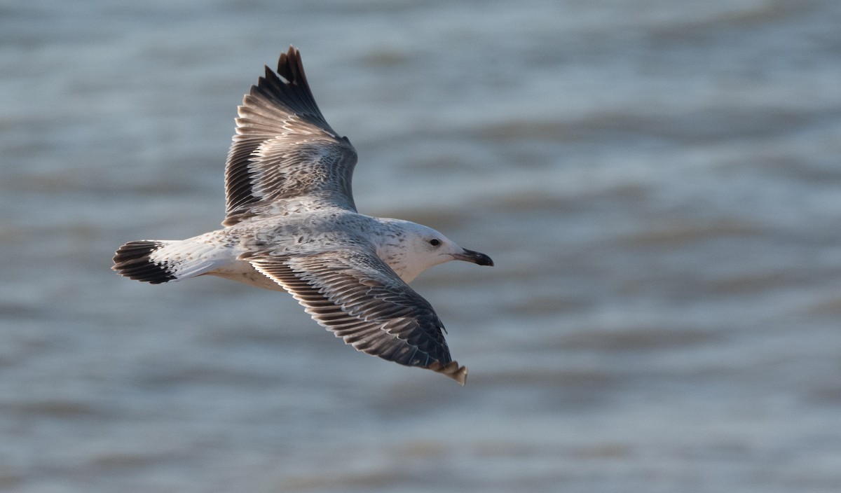 Caspian Gull - ML647023349