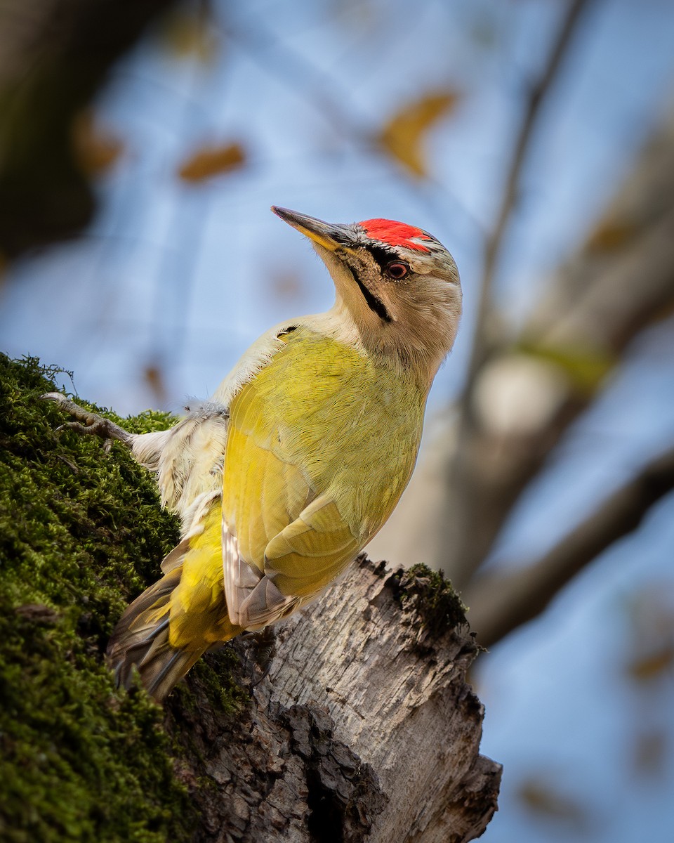 Pic cendré - ML647023351