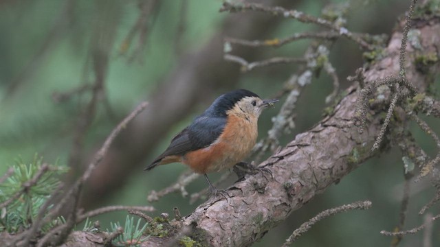 Przevalski's Nuthatch - ML647023357