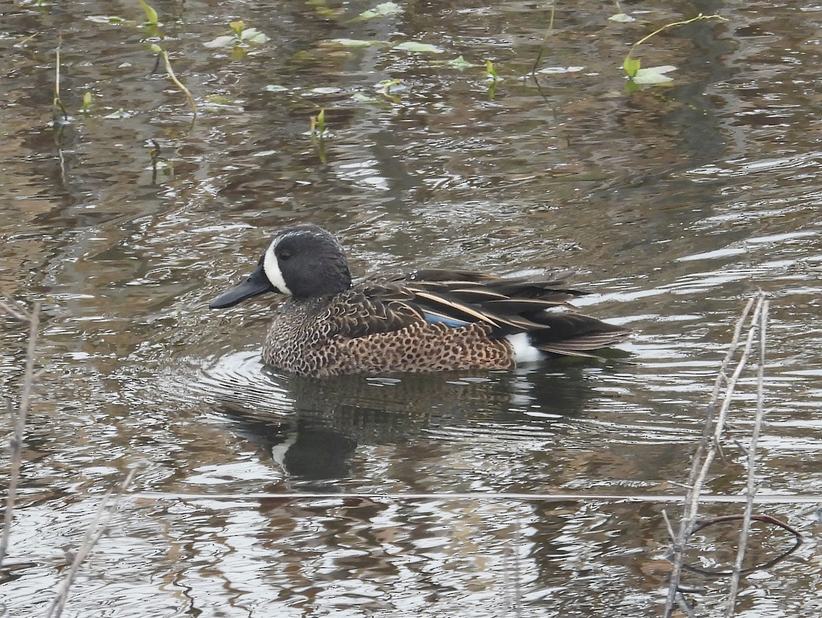 čírka modrokřídlá - ML647023360