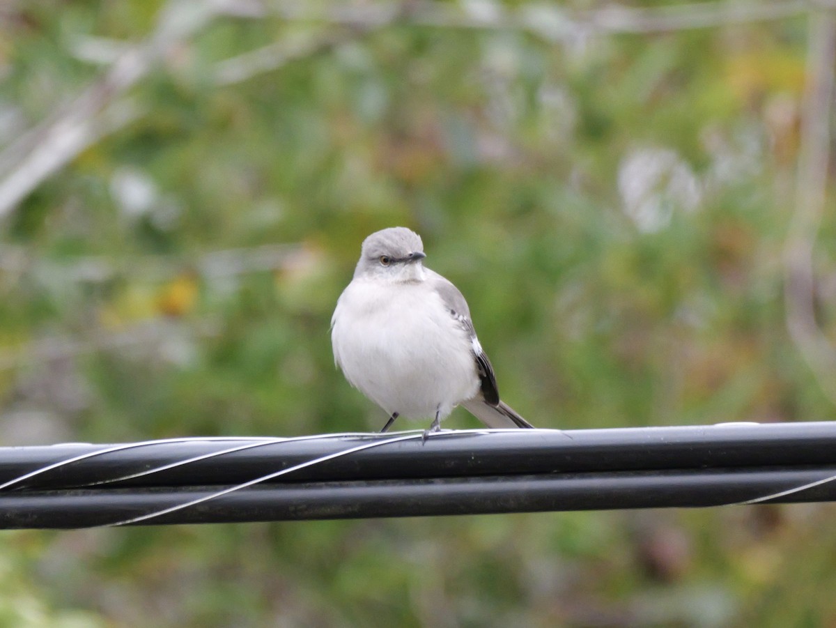 Northern Mockingbird - ML647023367