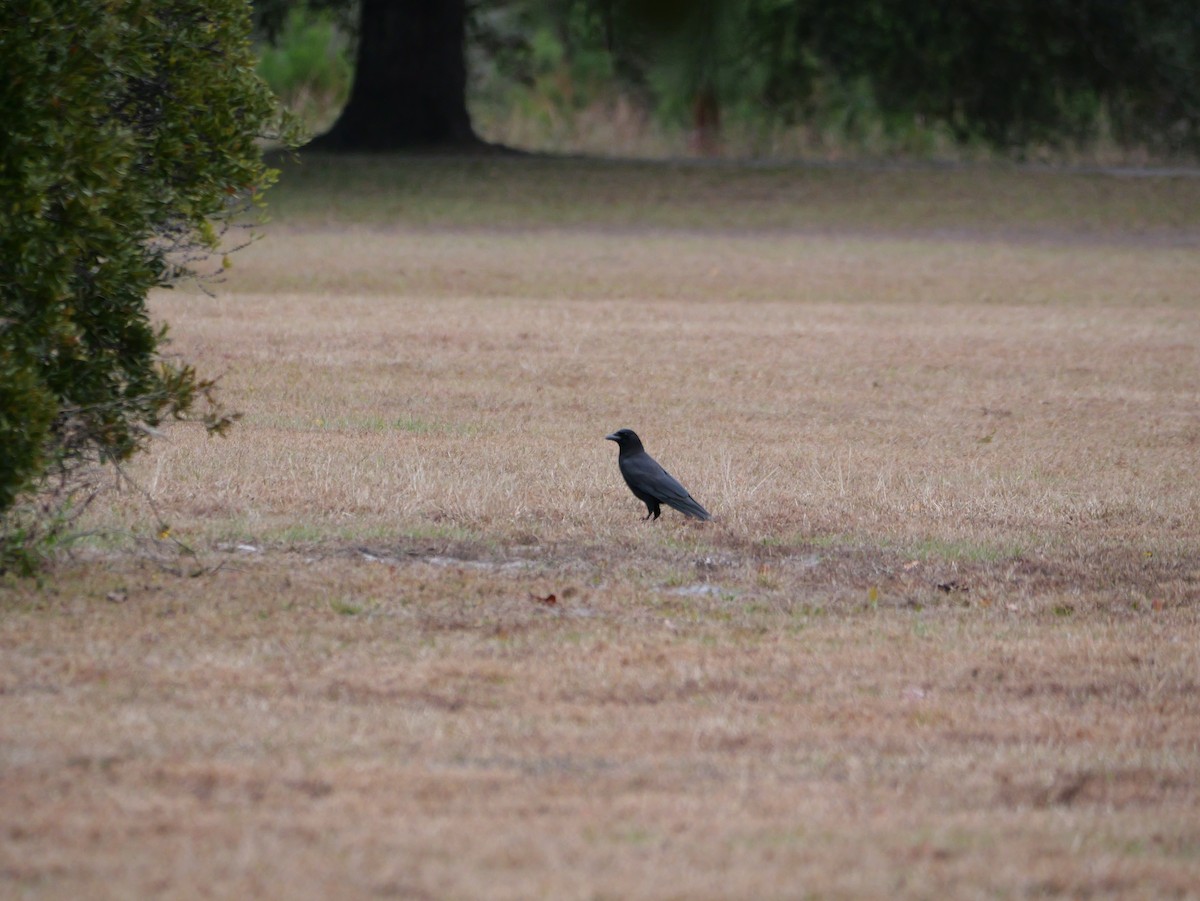 American Crow - ML647023378