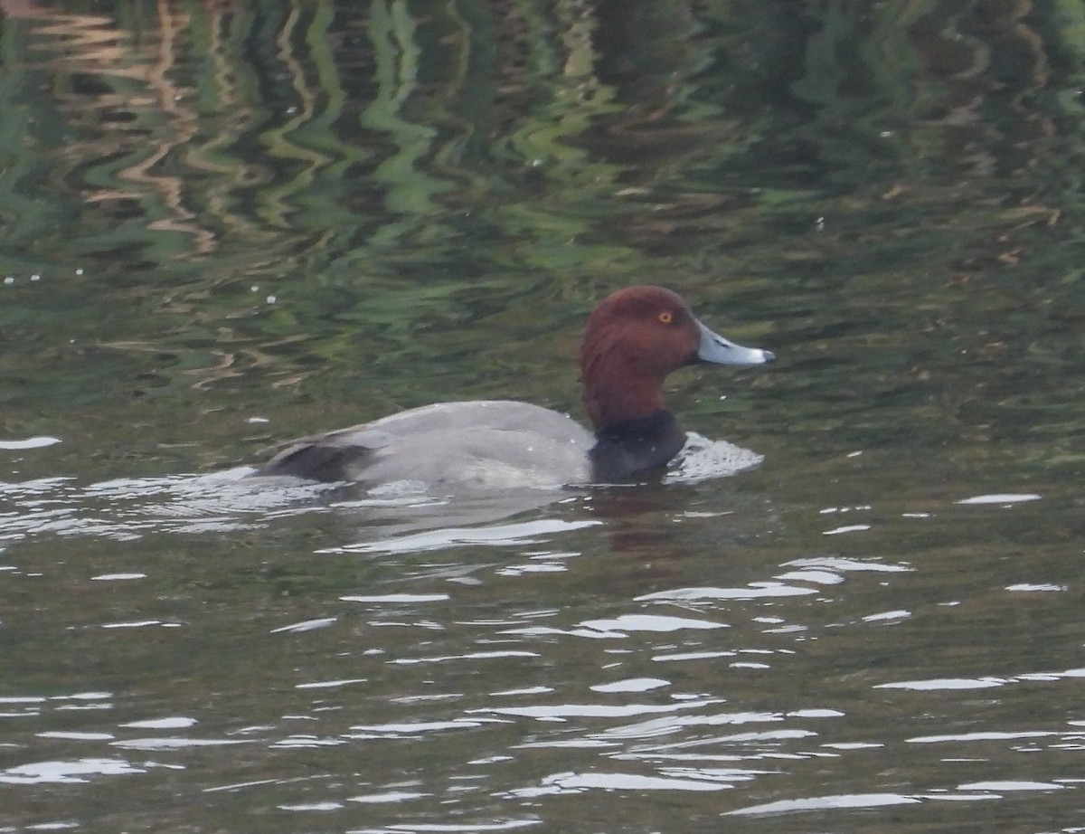 polák americký - ML647023380