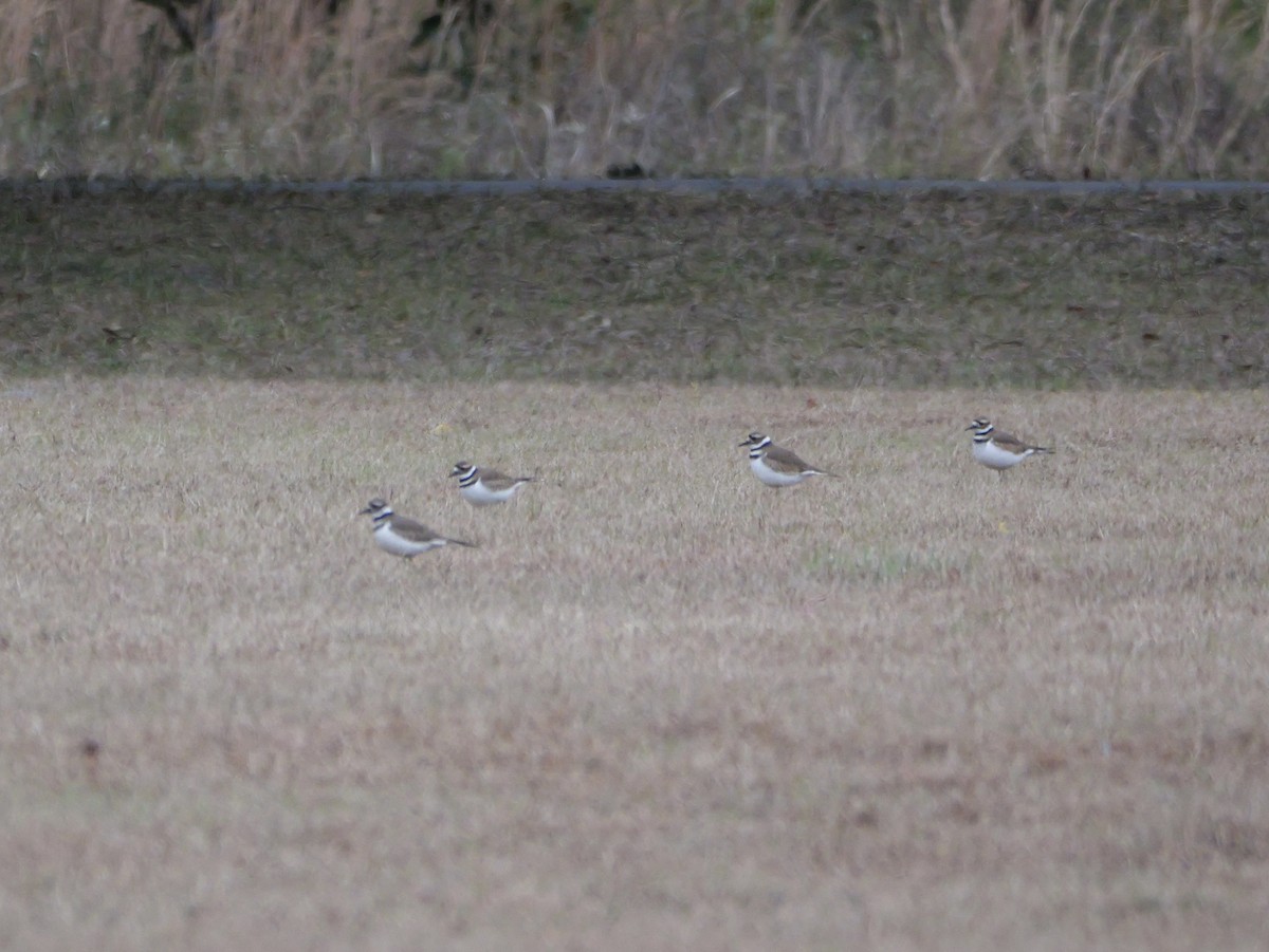 Killdeer - ML647023382