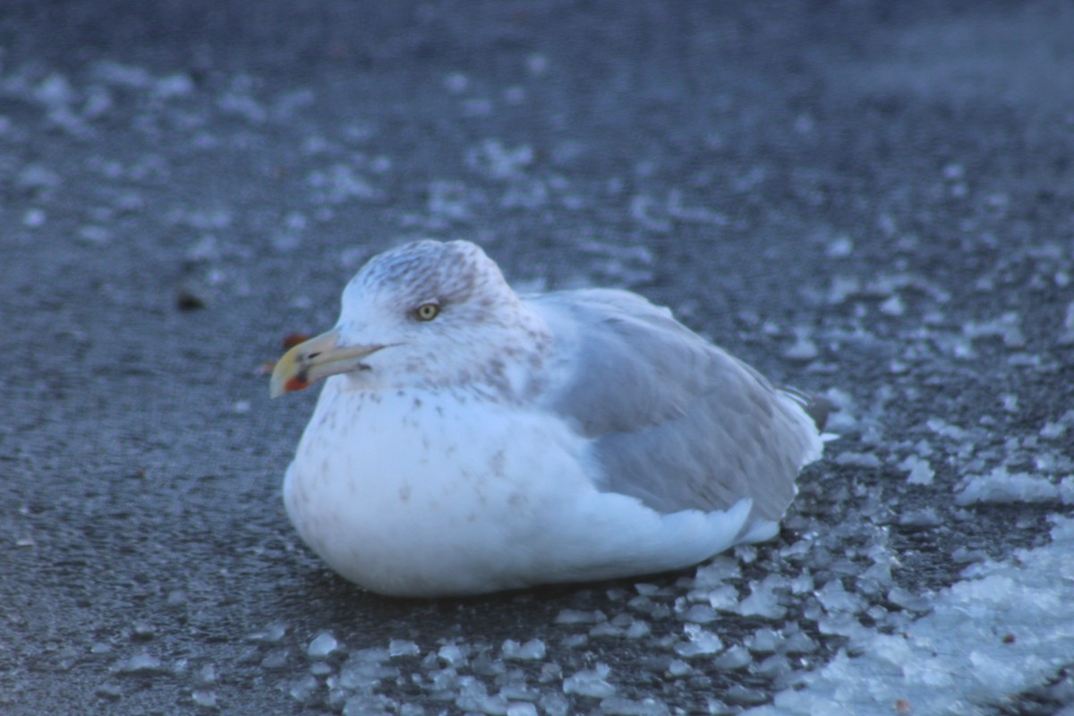 American Herring Gull - ML647023384