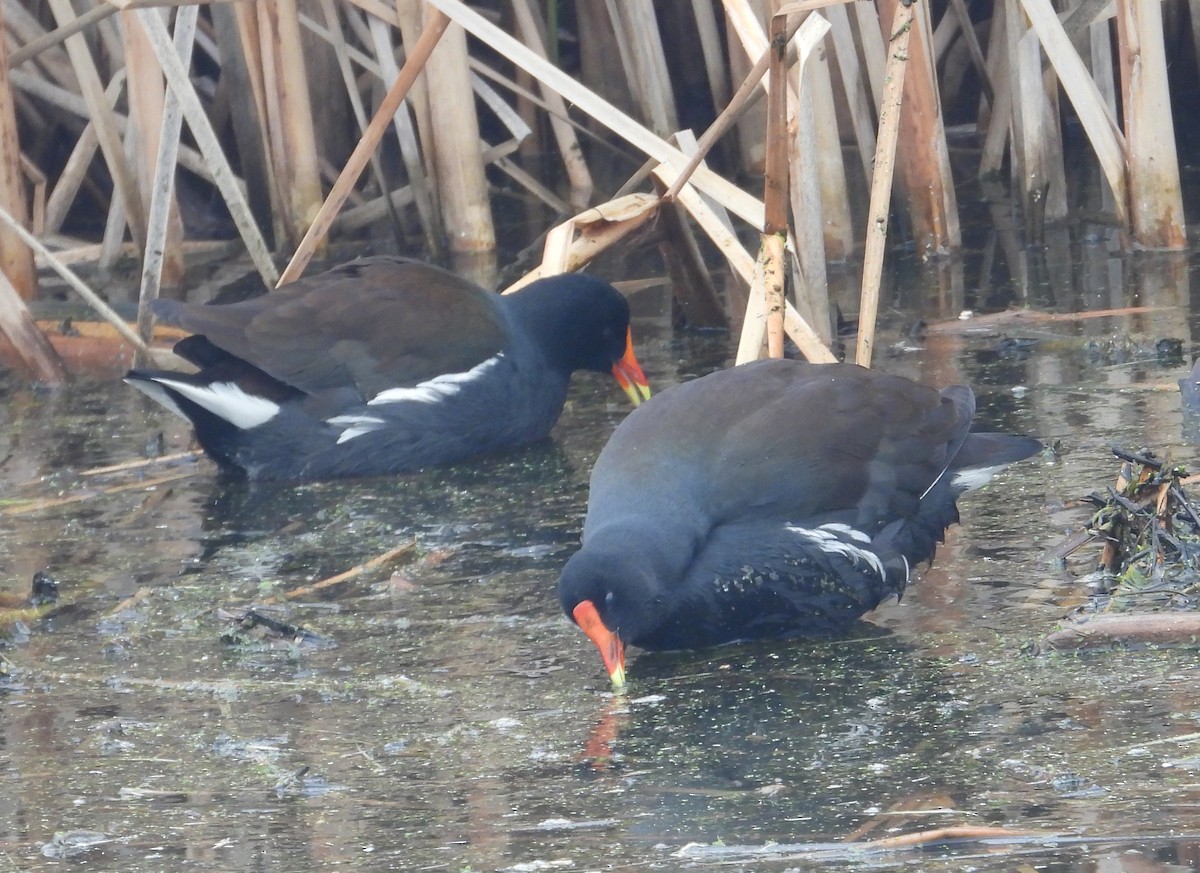 slípka americká - ML647023385