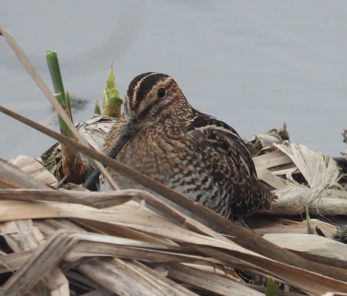bekasina severoamerická - ML647023390