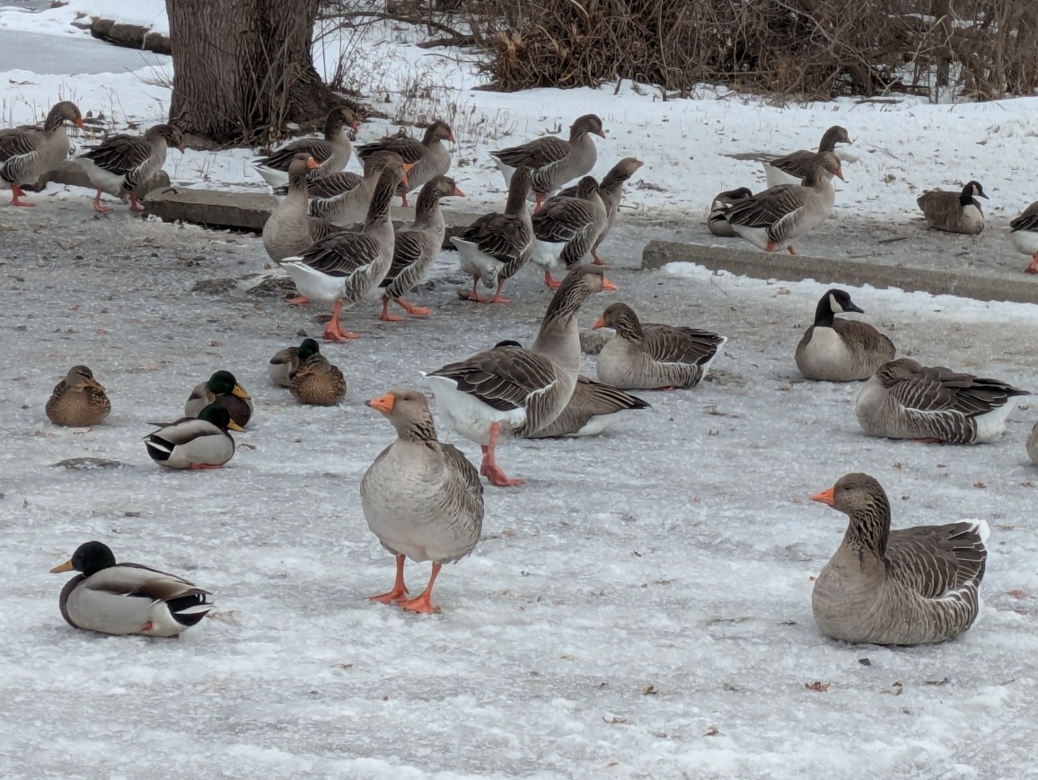 Graylag Goose (Domestic type) - ML647023394