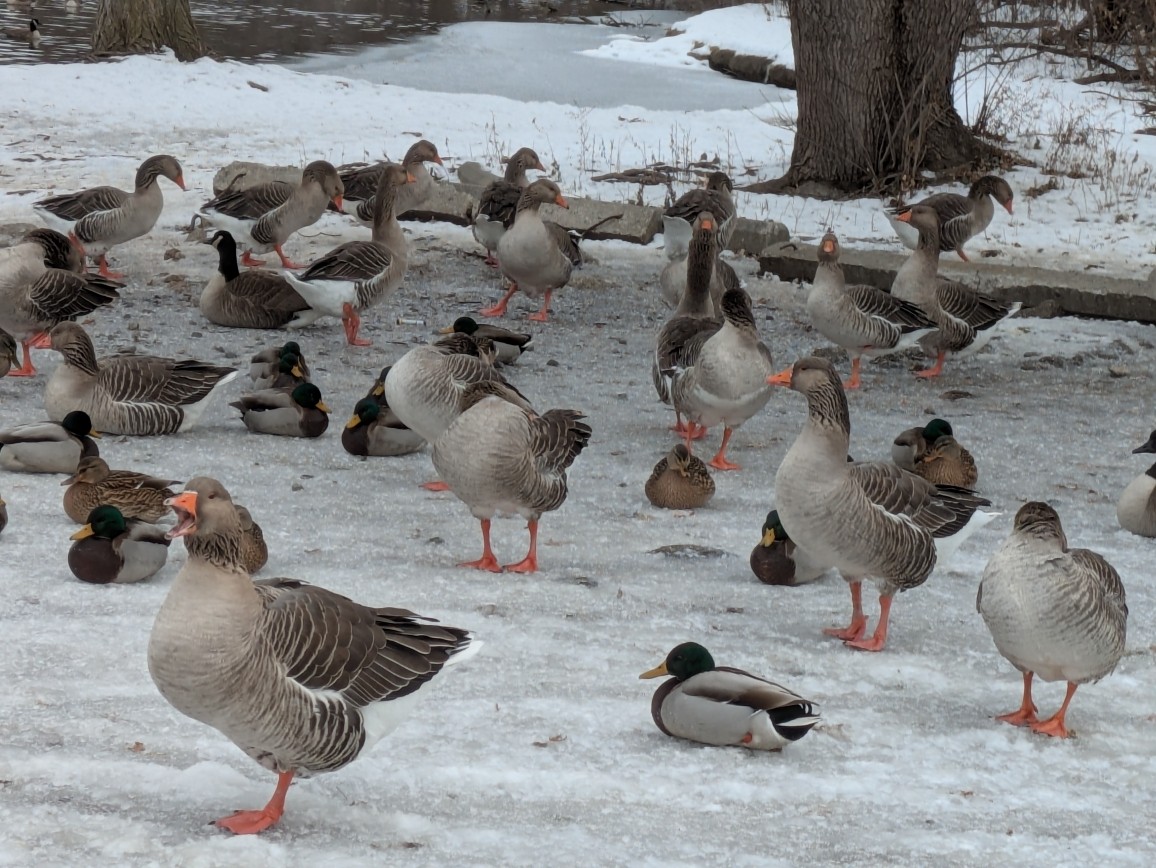 Graylag Goose (Domestic type) - ML647023395