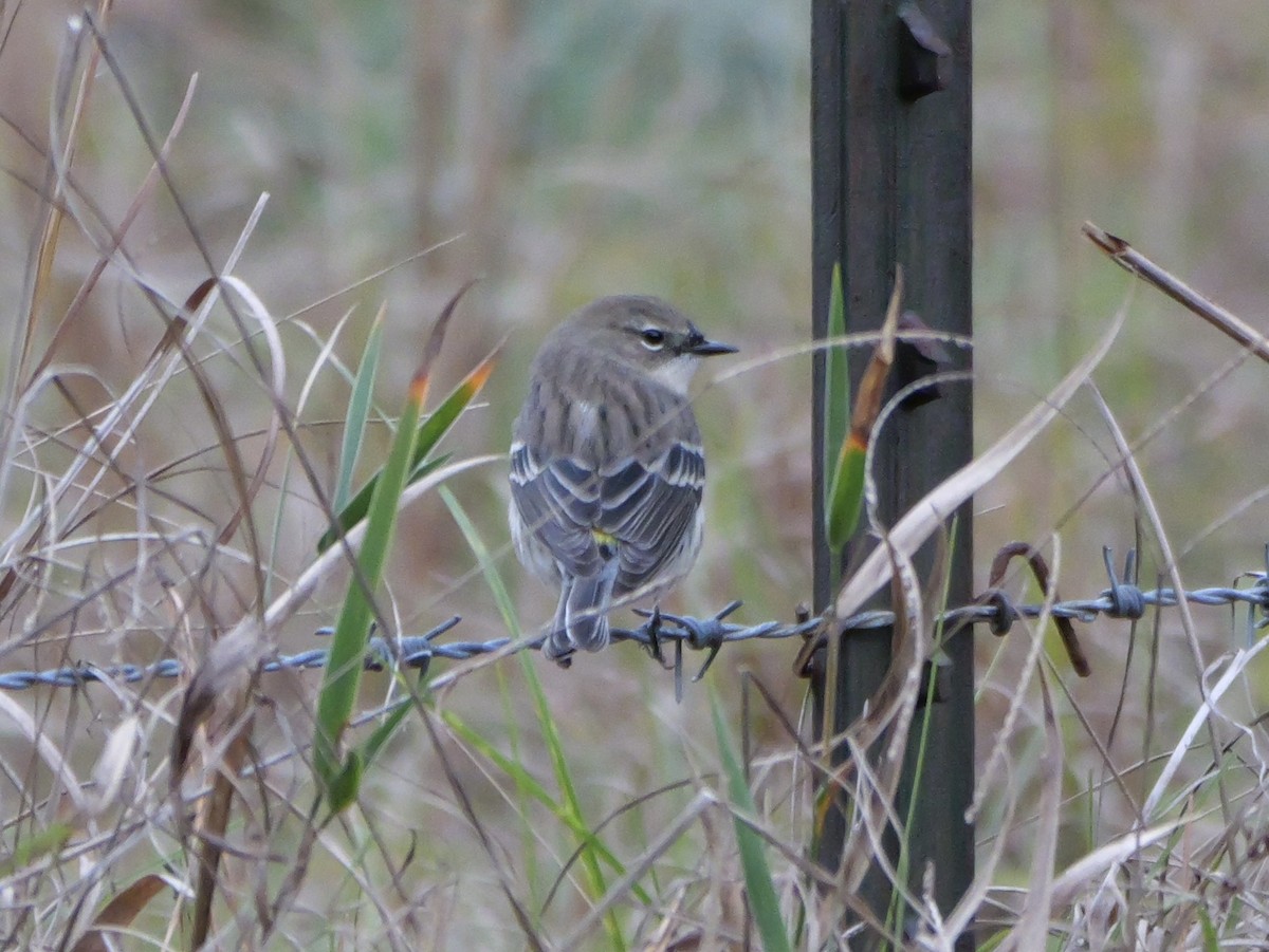 Yellow-rumped Warbler (Myrtle) - ML647023396
