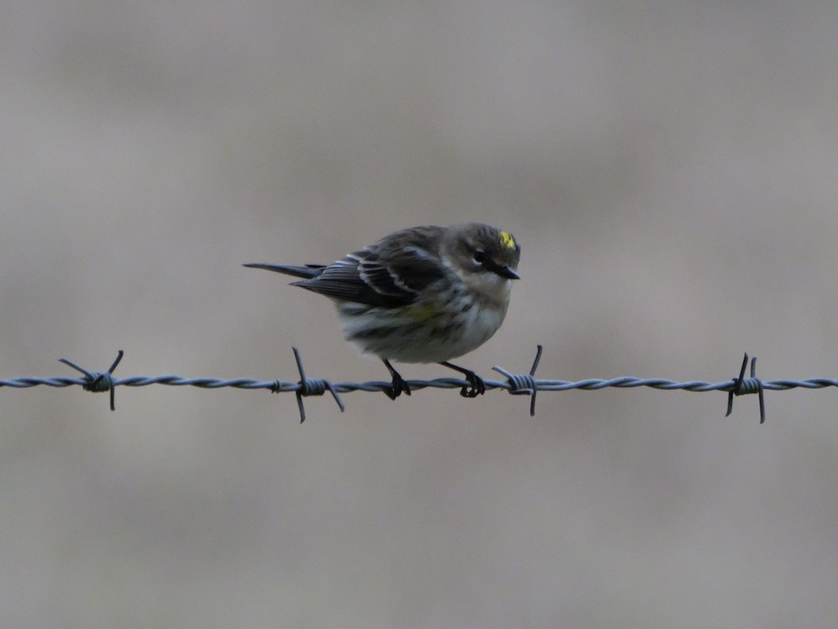 Yellow-rumped Warbler (Myrtle) - ML647023398