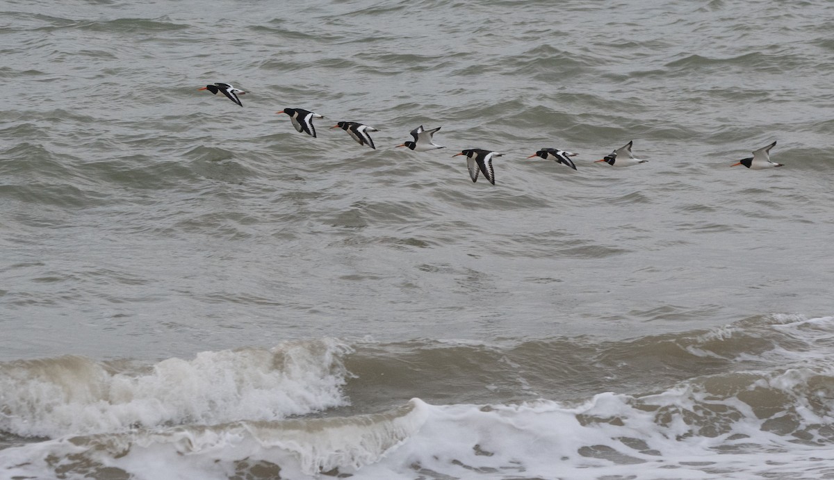 Eurasian Oystercatcher - ML647023402