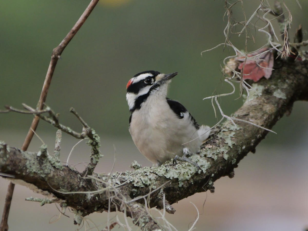 Downy Woodpecker (Eastern) - ML647023405