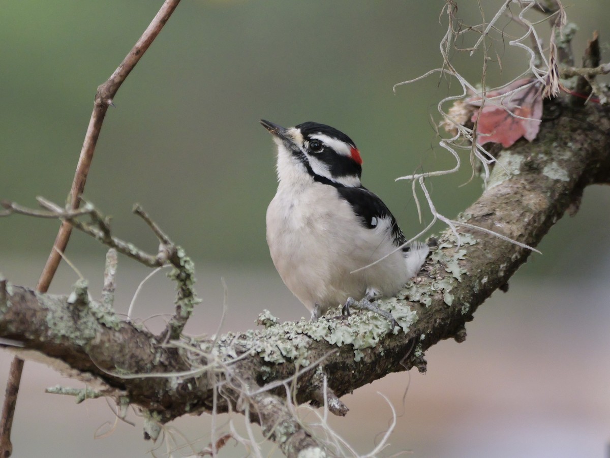 Downy Woodpecker (Eastern) - ML647023411