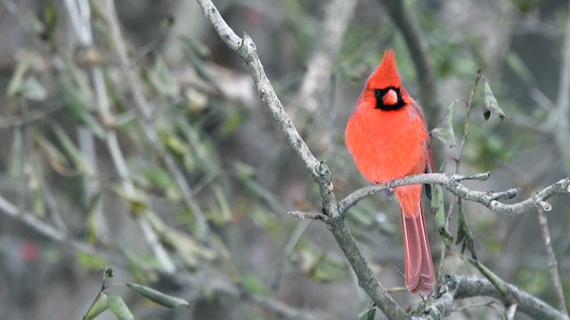 kardinál červený - ML647023416