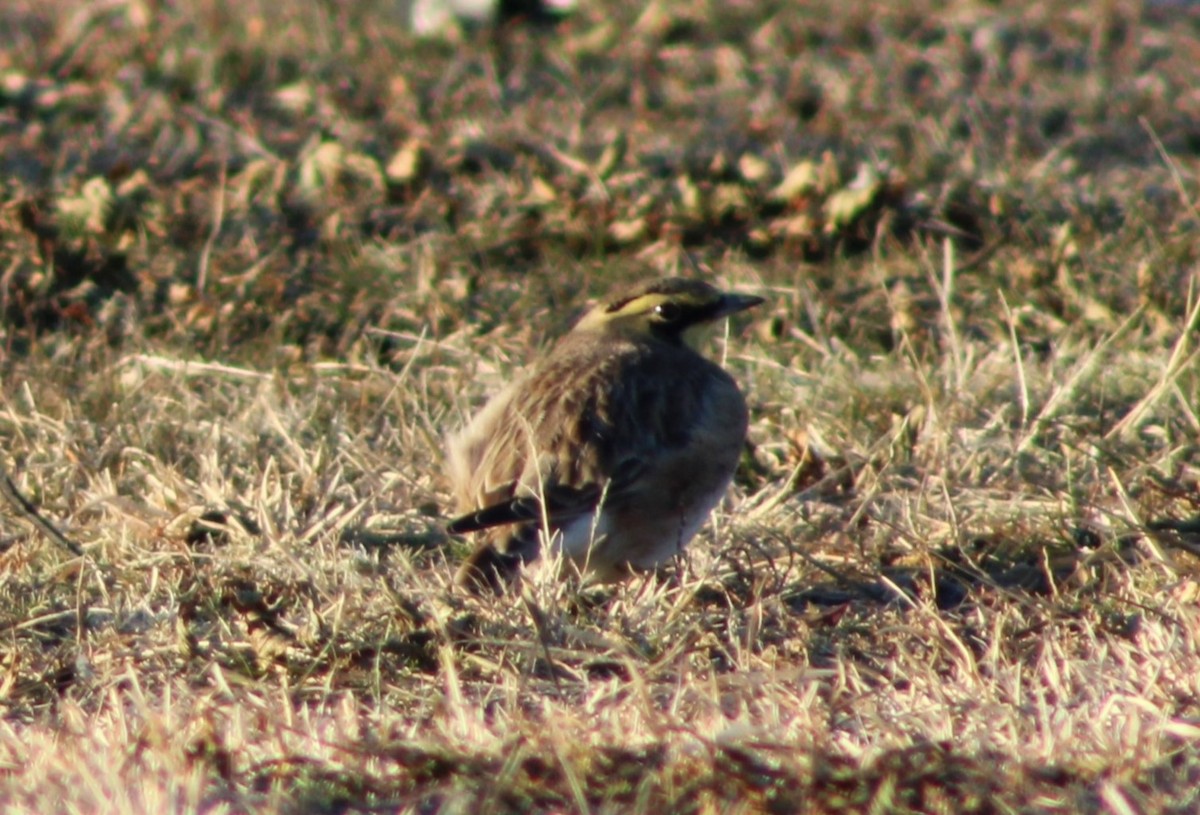 Horned Lark - ML647023417