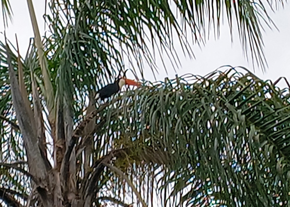 Toco Toucan - ML647023419