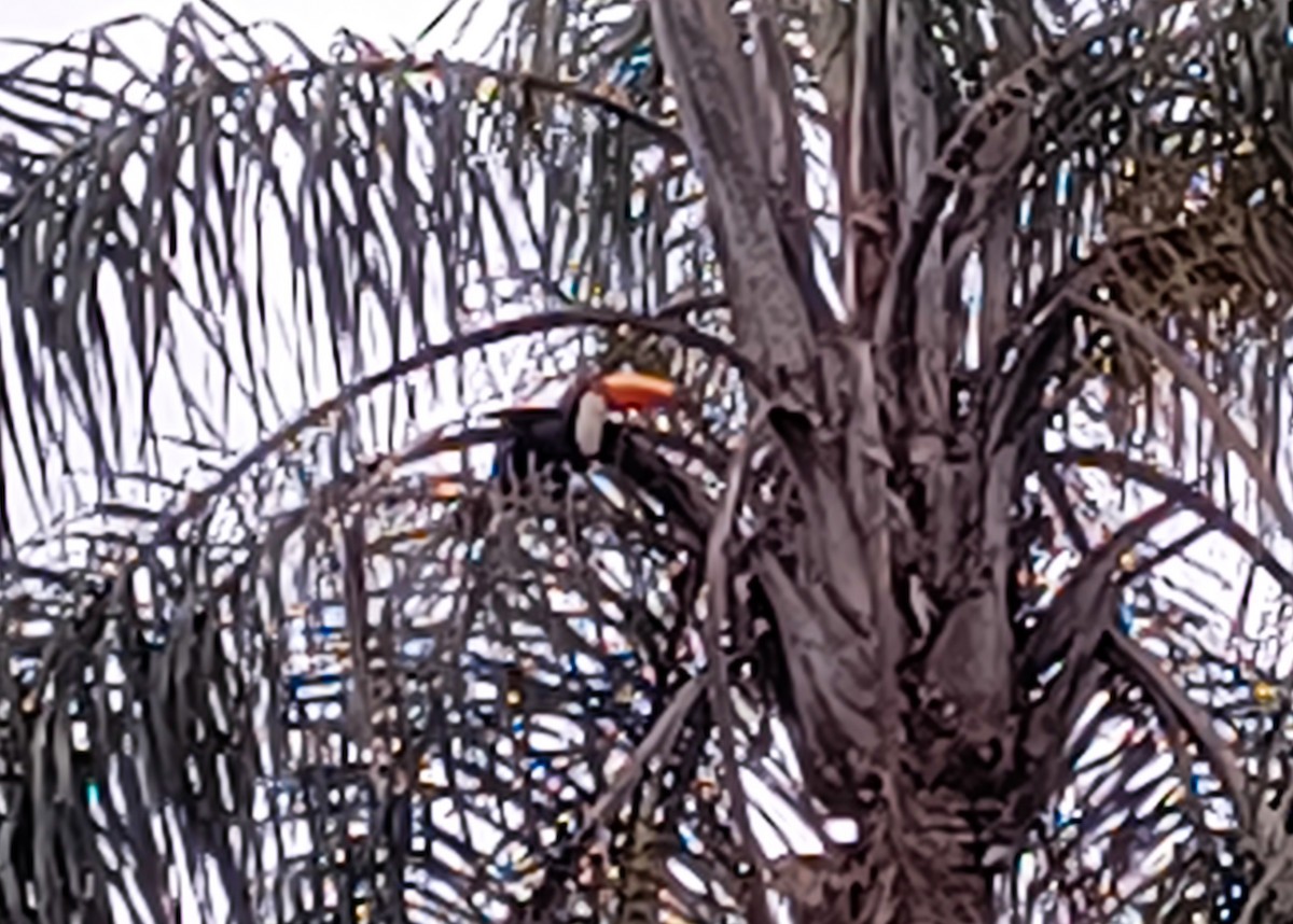 Toco Toucan - ML647023420