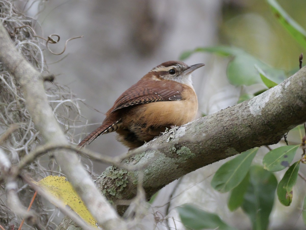 Carolina Wren (Northern) - ML647023429