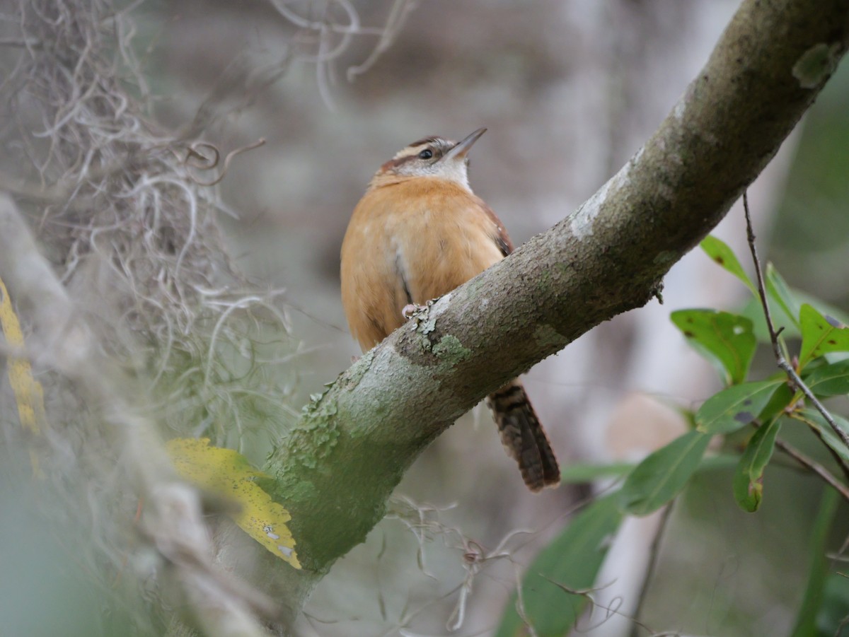 Carolina Wren (Northern) - ML647023432