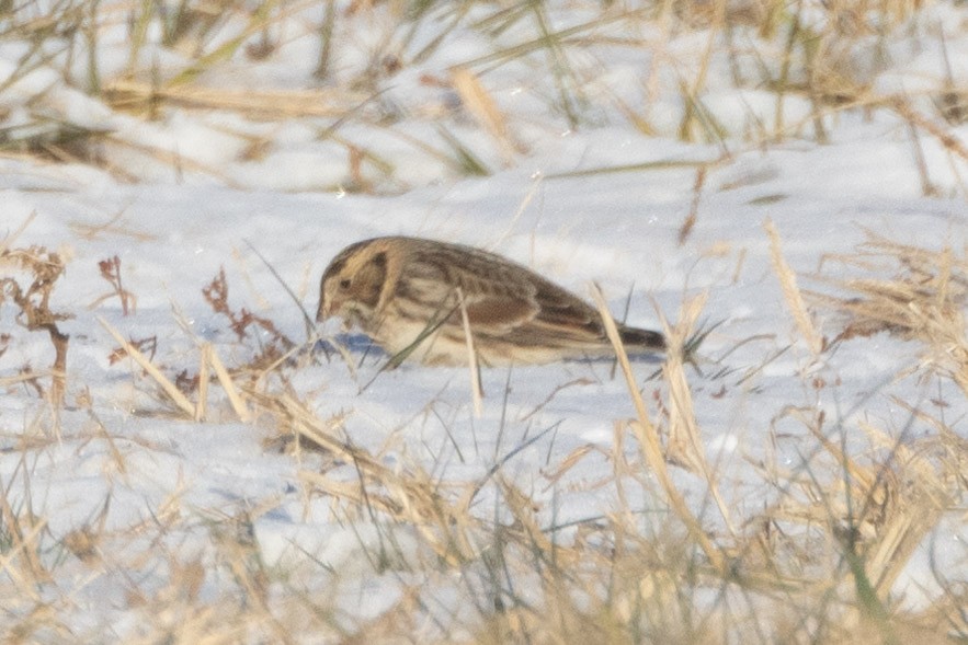 Подорожник лапландський - ML647023433