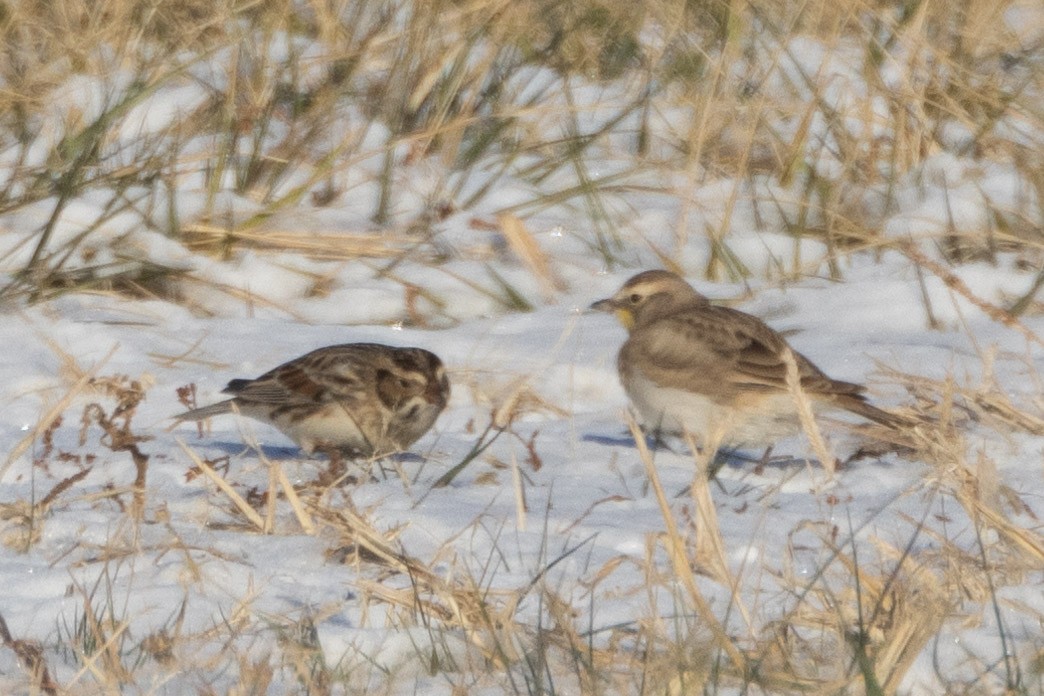 Подорожник лапландський - ML647023434