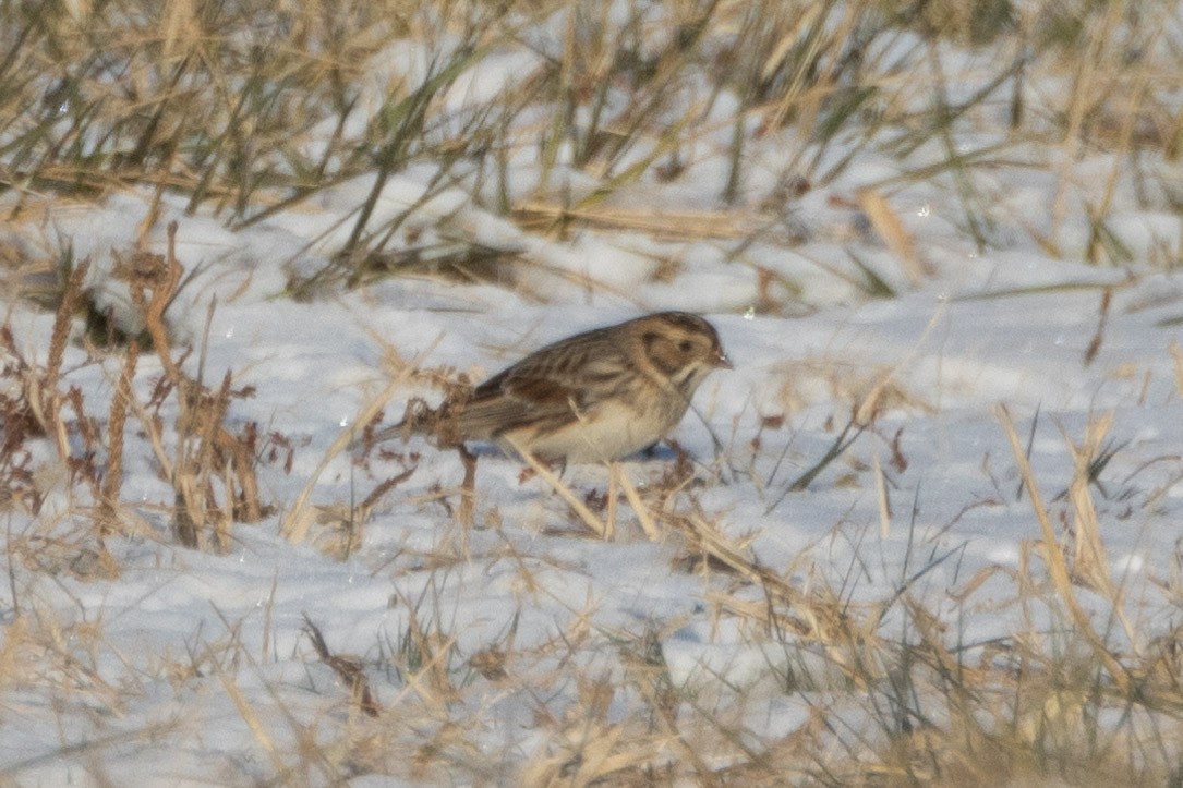 Подорожник лапландський - ML647023435