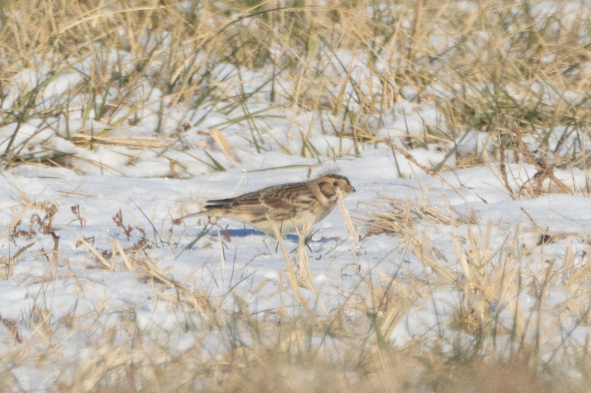 Подорожник лапландський - ML647023436