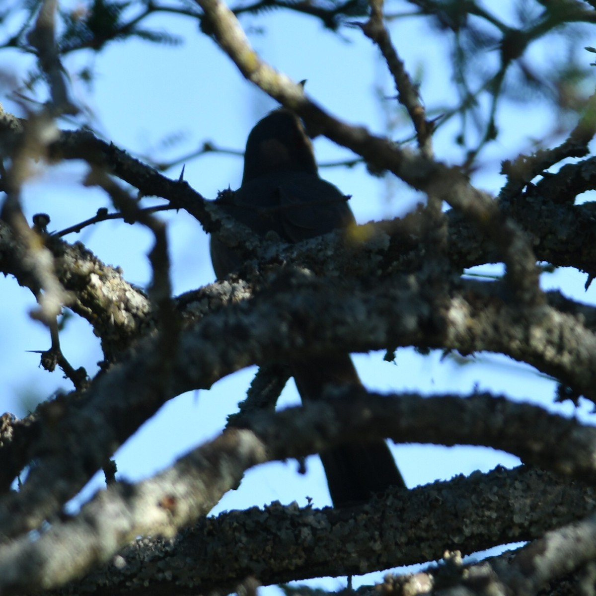 Graukehlkuckuck - ML647023437