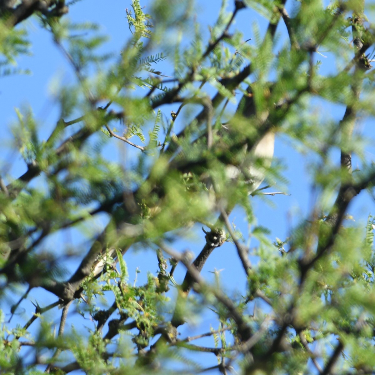 Graukehlkuckuck - ML647023446