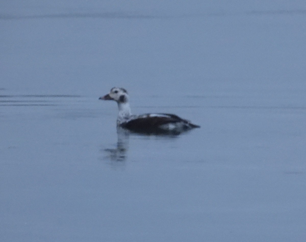 hoholka lední - ML647023447