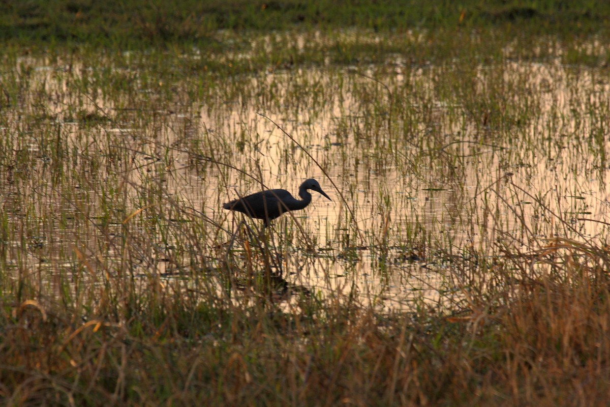 Slaty Egret - ML647023450