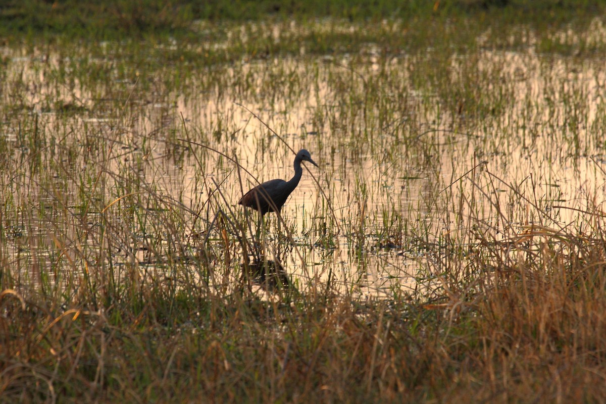 Slaty Egret - ML647023451