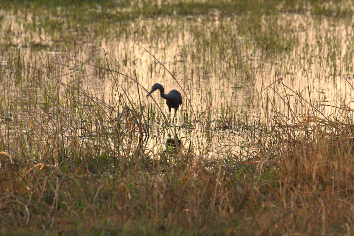 Slaty Egret - ML647023452