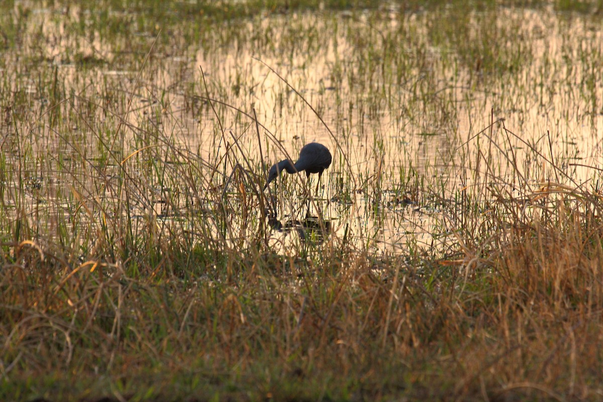 Slaty Egret - ML647023453