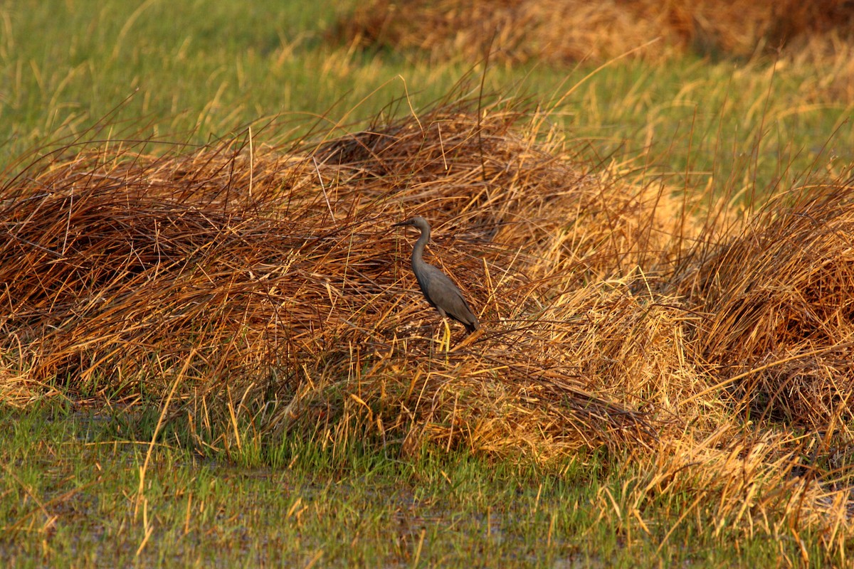 Slaty Egret - ML647023454