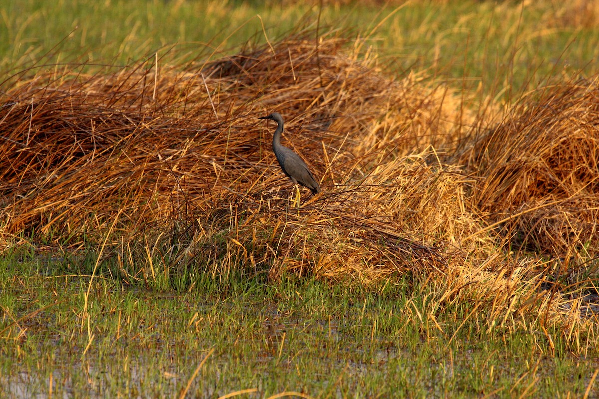 Slaty Egret - ML647023455