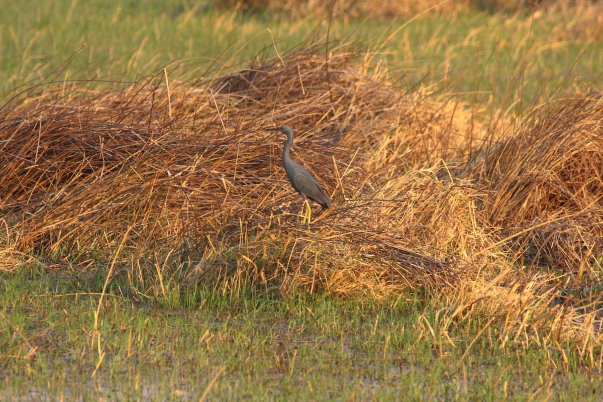 Slaty Egret - ML647023456